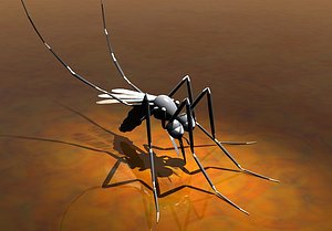 cartoon mosquito 3d model