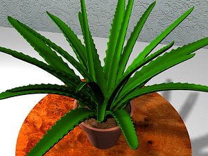 aloe vera plant pot 3d model