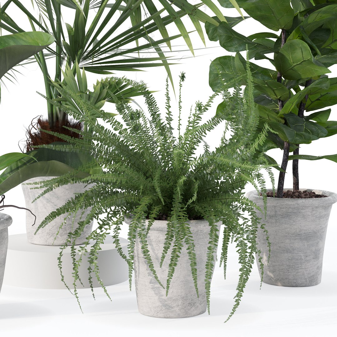 Plants Collection 139 3D Model - TurboSquid 1968285