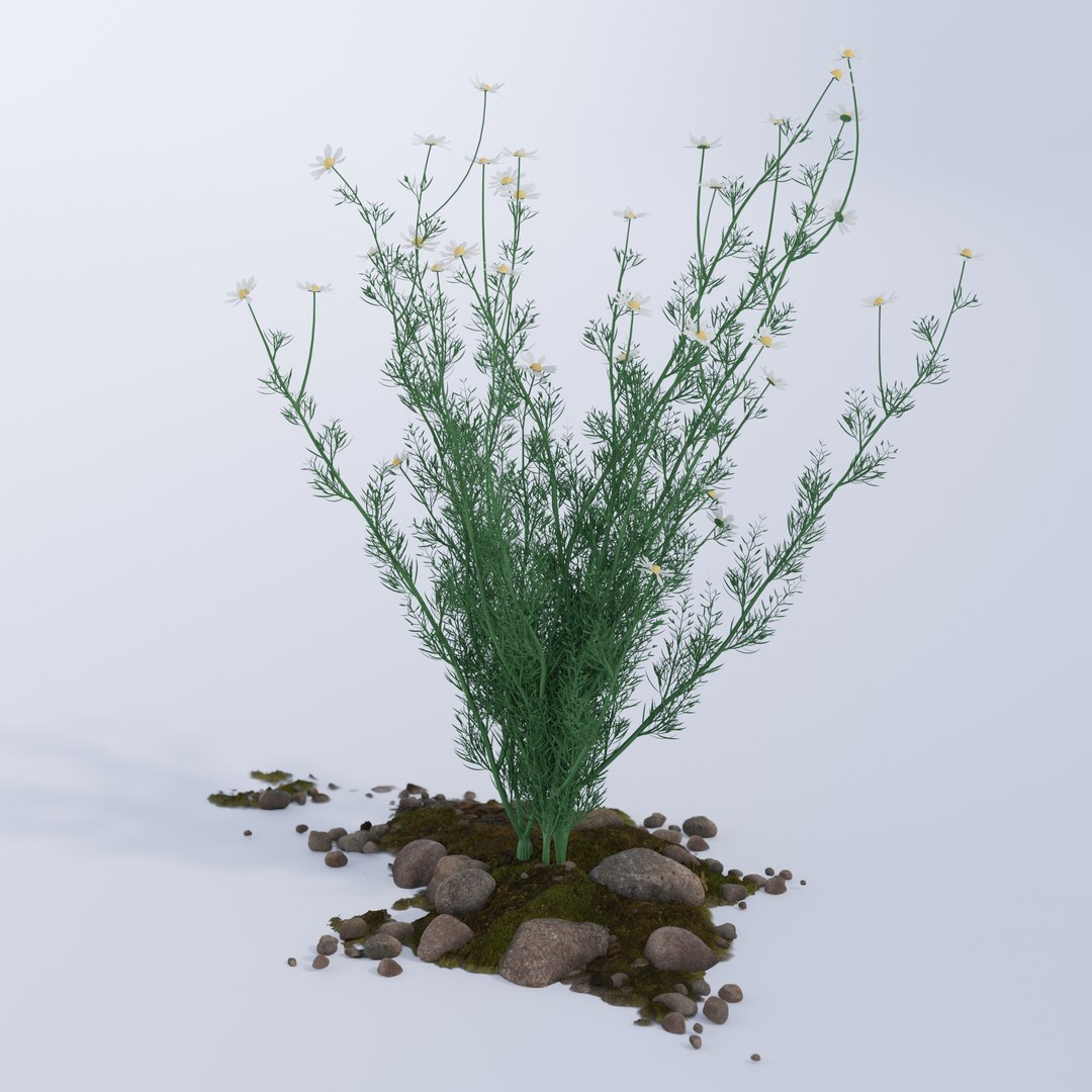 Chamomile model https://p.turbosquid.com/ts-thumb/Dy/juJ68k/HR/chamolime_0004/jpg/1662641488/1920x1080/fit_q87/085dfe107a99845b3e7b5266090085664338f3bc/chamolime_0004.jpg