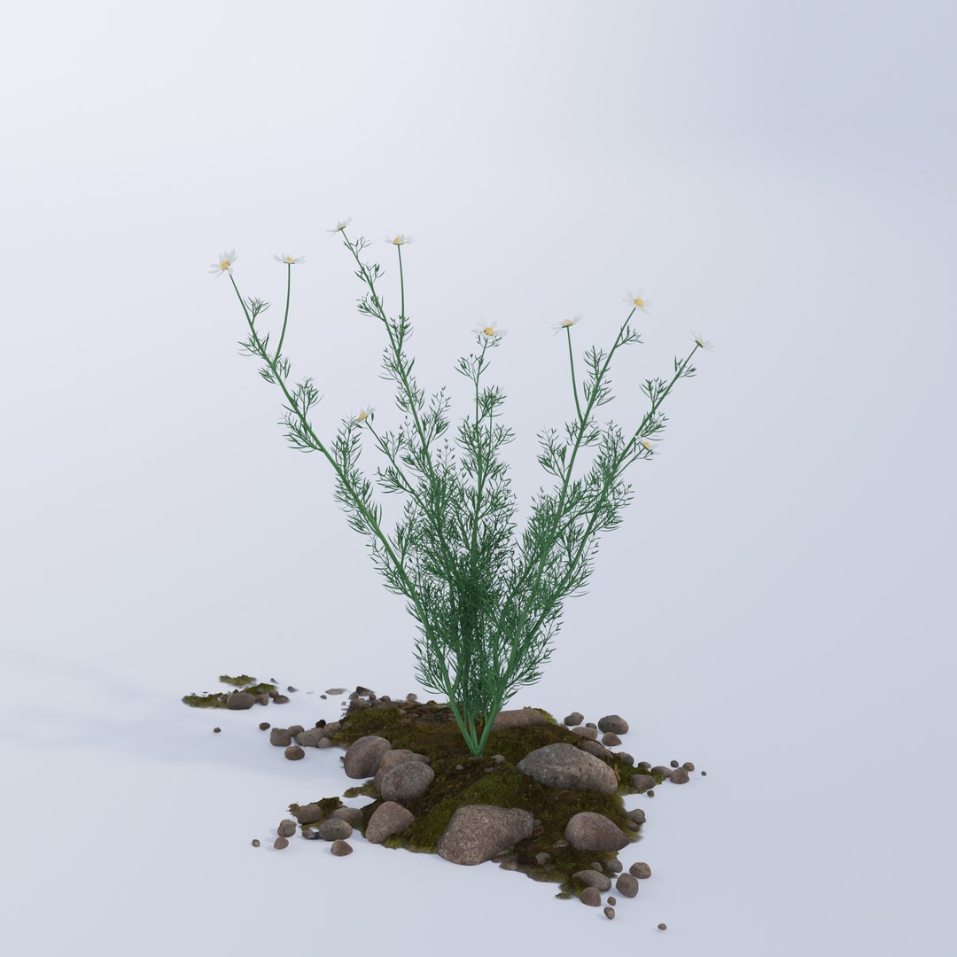 Chamomile model https://p.turbosquid.com/ts-thumb/Dy/juJ68k/Me/chamolime_0003/jpg/1662641488/1920x1080/fit_q87/8f04f2bdf9cdbaa27d942fe48aab507452cfe4dd/chamolime_0003.jpg