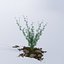 Chamomile
