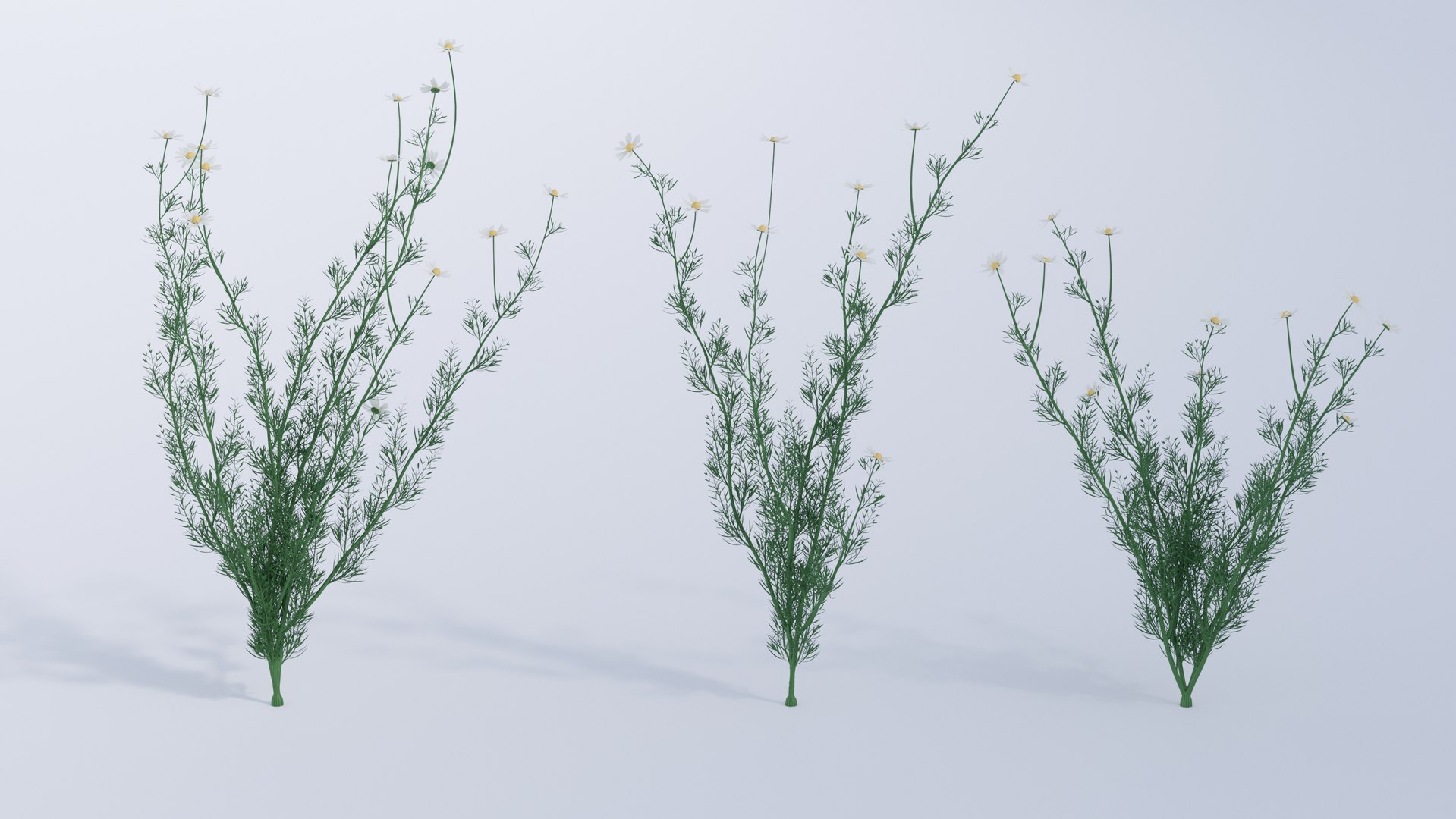 Chamomile model https://p.turbosquid.com/ts-thumb/Dy/juJ68k/lo/chamolime_all/jpg/1662641491/1920x1080/fit_q87/255883d2e0d4a1c86e99bfee75d22f4d7e7594e1/chamolime_all.jpg