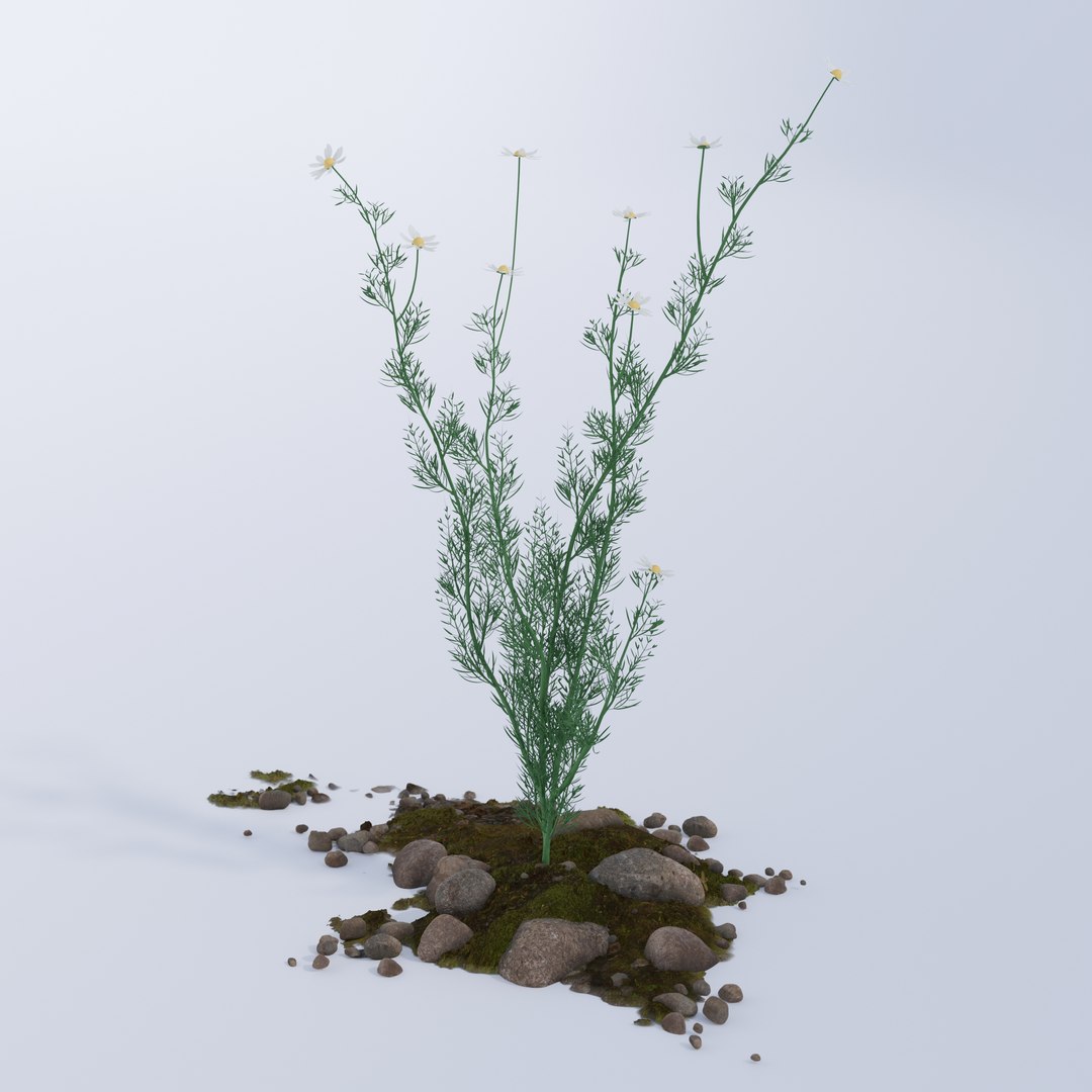 Chamomile model https://p.turbosquid.com/ts-thumb/Dy/juJ68k/n7/chamolime_0001/jpg/1662641485/1920x1080/fit_q87/f87c4003f8b1d31f99d4617afe7c8a0df3d6c1d7/chamolime_0001.jpg