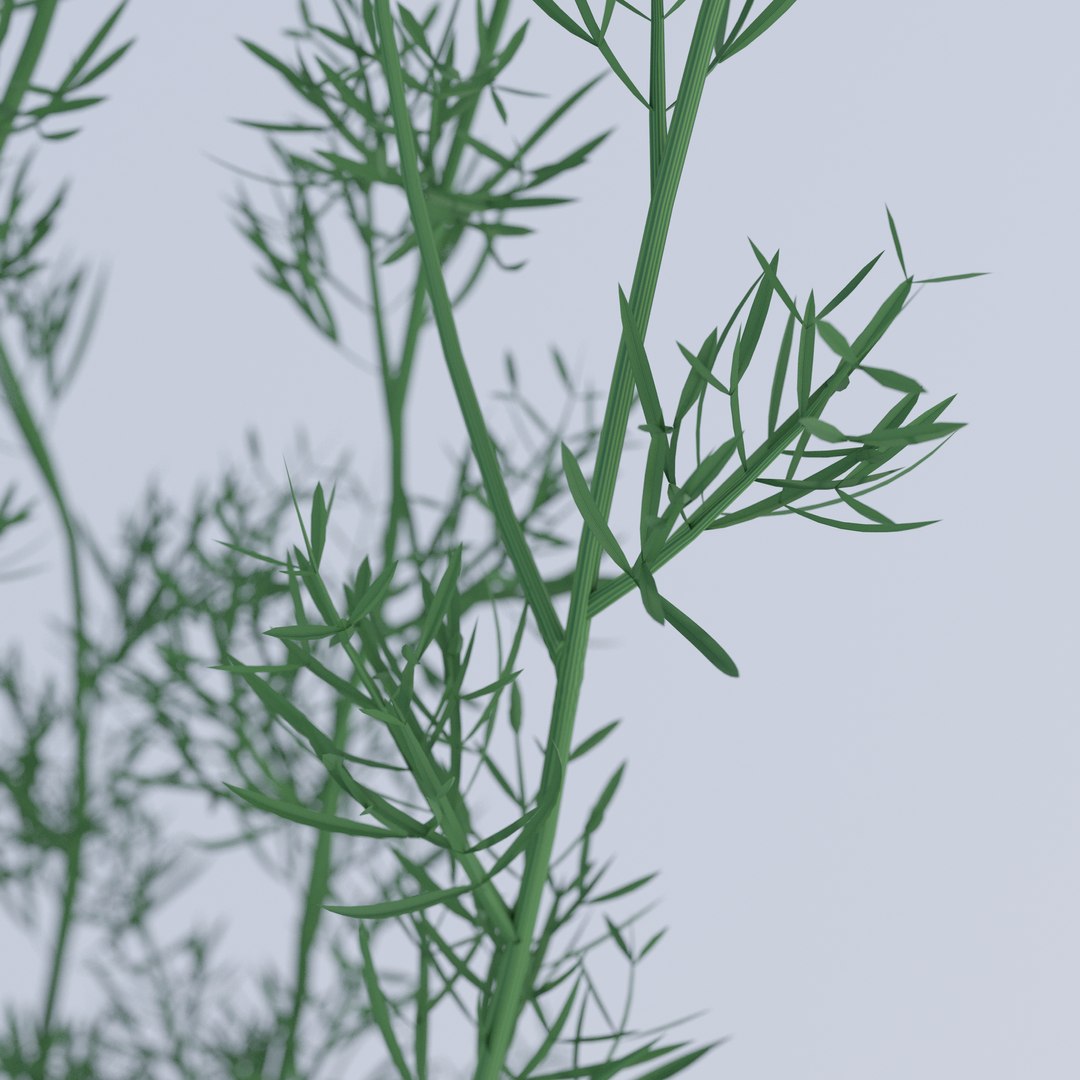 Chamomile model https://p.turbosquid.com/ts-thumb/Dy/juJ68k/tt/chamolime_0006/jpg/1662641492/1920x1080/fit_q87/fbcb63a60616ff28114cb1e64328d9dd11a7cd45/chamolime_0006.jpg