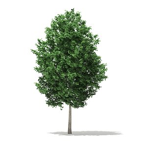 Tulip Tree (Liriodendron) 3.6m