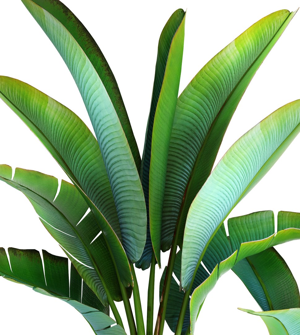 3D ravenala madagascariensis model - TurboSquid 1191348