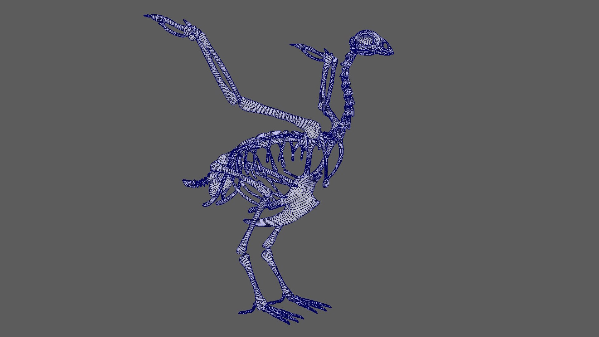 Bird Skeleton 3d Model Turbosquid 1872886
