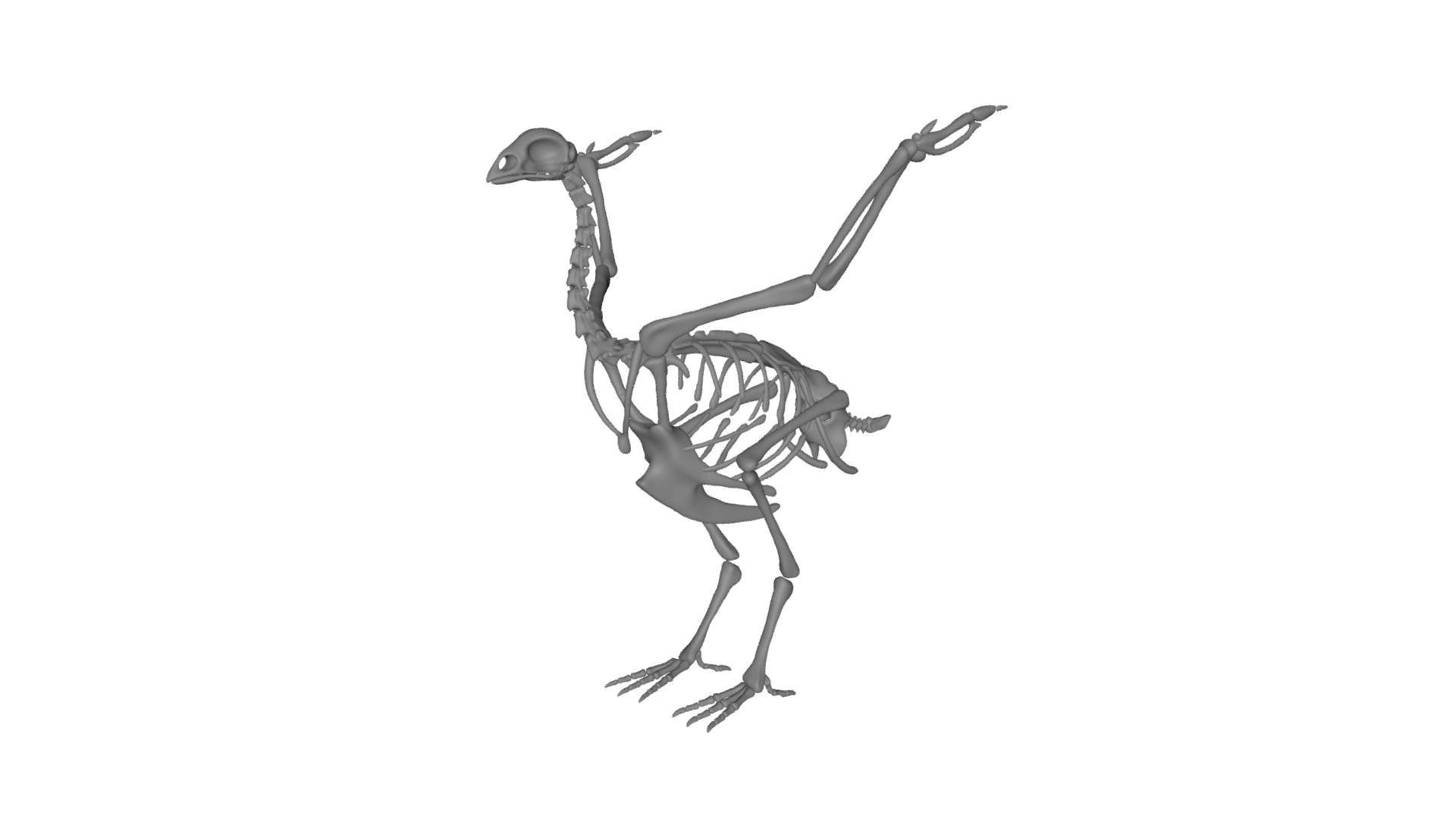 Bird Skeleton 3D Model - TurboSquid 1872886