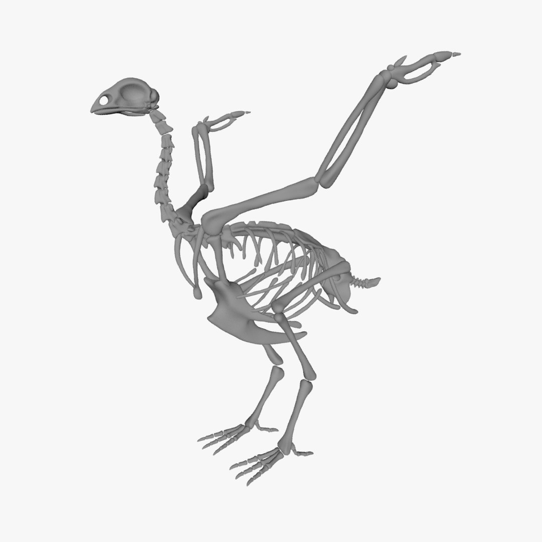 Bird skeleton 3D model - TurboSquid 1872886