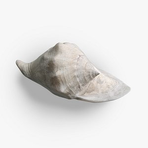 3D Sea Shell 0708
