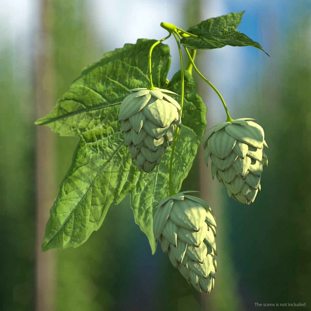 Fresh Branch of Hops 3D model preview