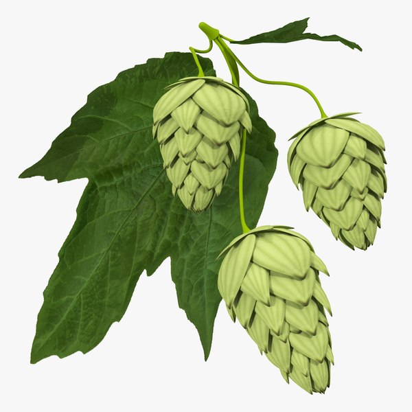 fresh branch hops 3D model