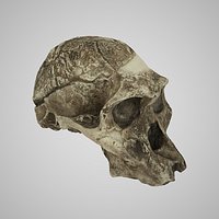 Realistic Australopithecus Africanus Mrs Ples 3D Model