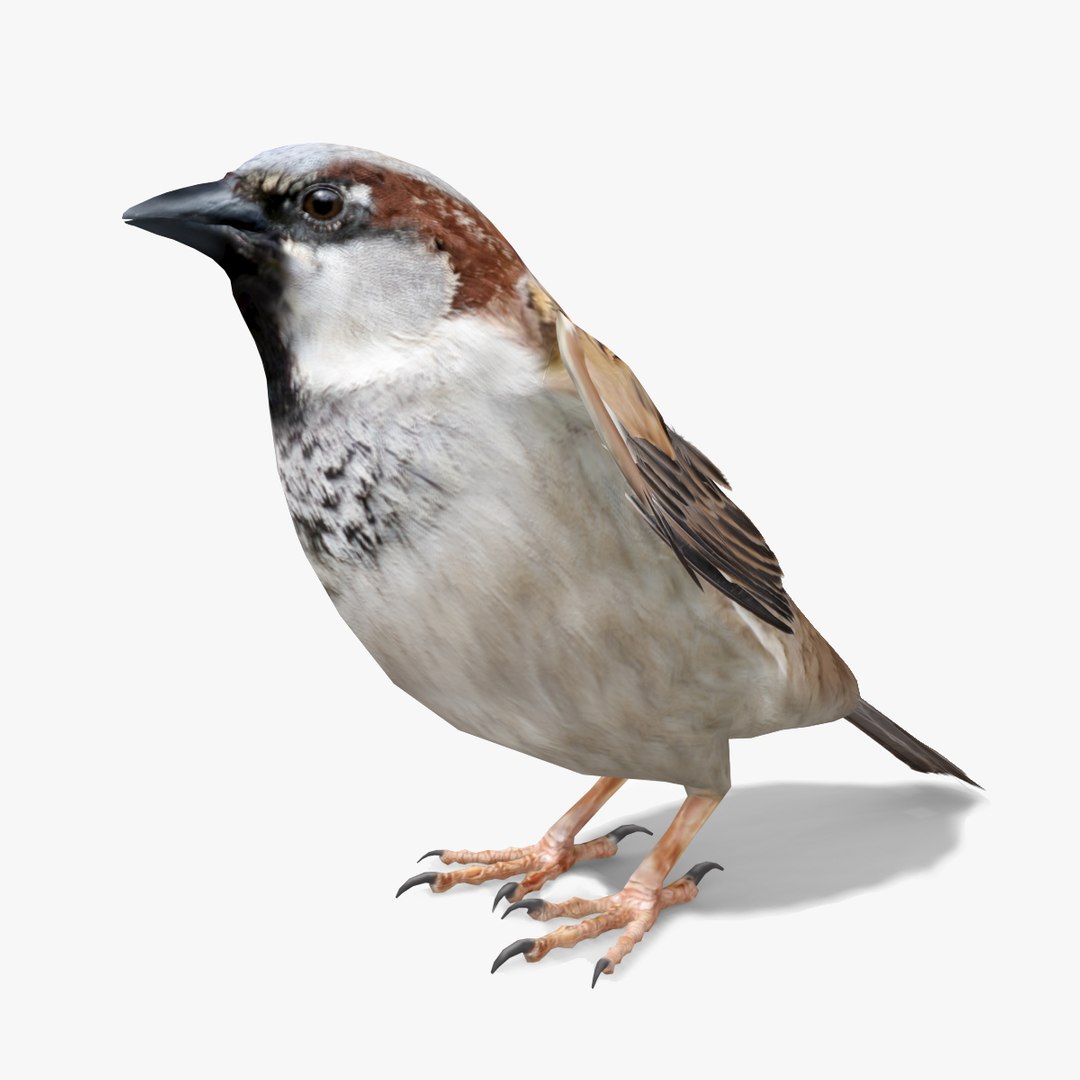 3d sparrow