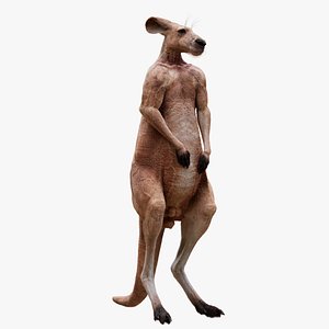 Kangaroo RIGGED 3D model