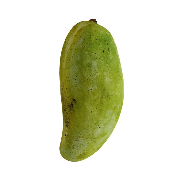 modelo 3d Mango - Mangifera indica L - TurboSquid 2069998