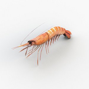 3D cooked shrimp