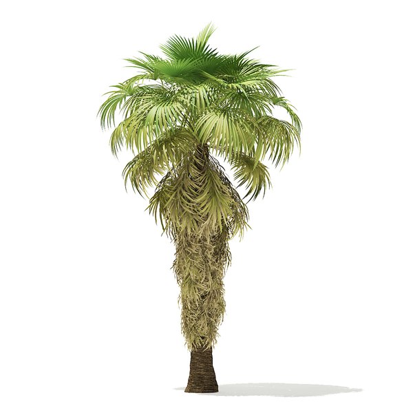 3D california palm tree 8m