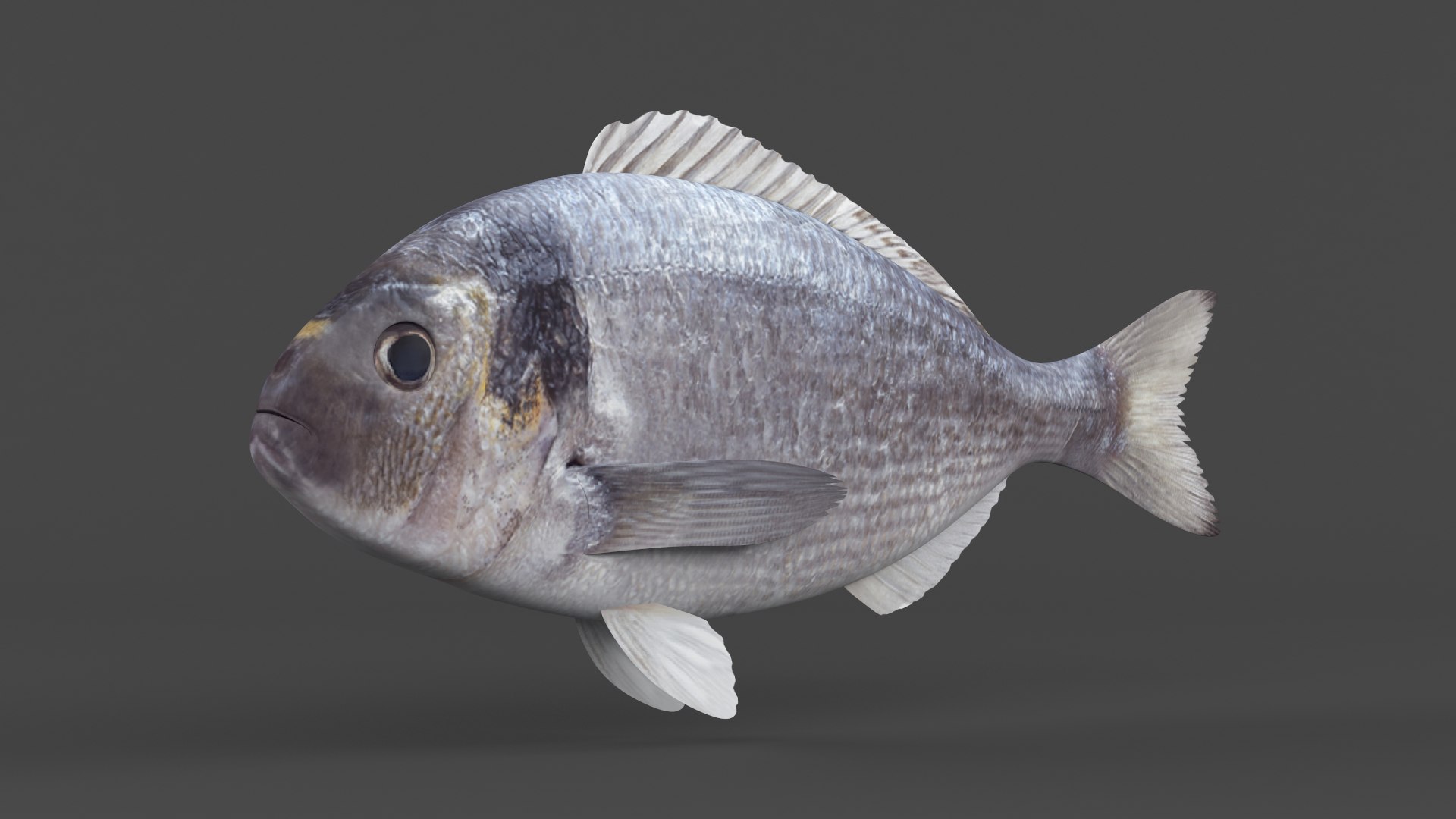 3D Model Dorado Fish - TurboSquid 2113184