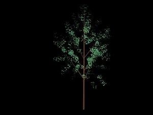 3d trees