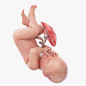 Fetus Week 41 Animated model