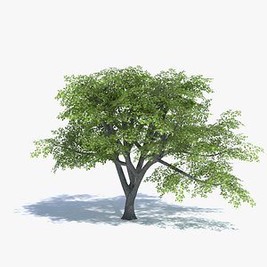 3d oak tree