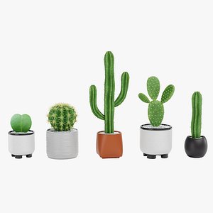 Succulents model