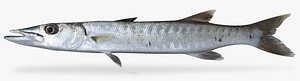 barracuda 3D model