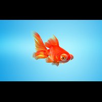 GoldFish Full RIGGED MORPHED ANIMATED