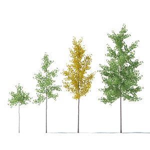 3D ginkgo biloba tree model