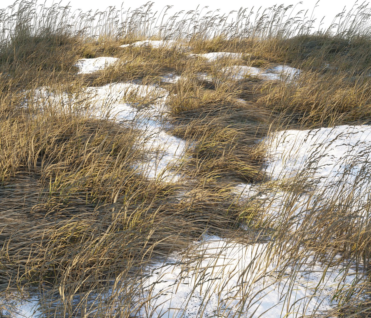 Dry Grass 3D Model - TurboSquid 1406348