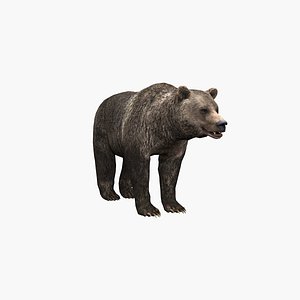 3D Bear model