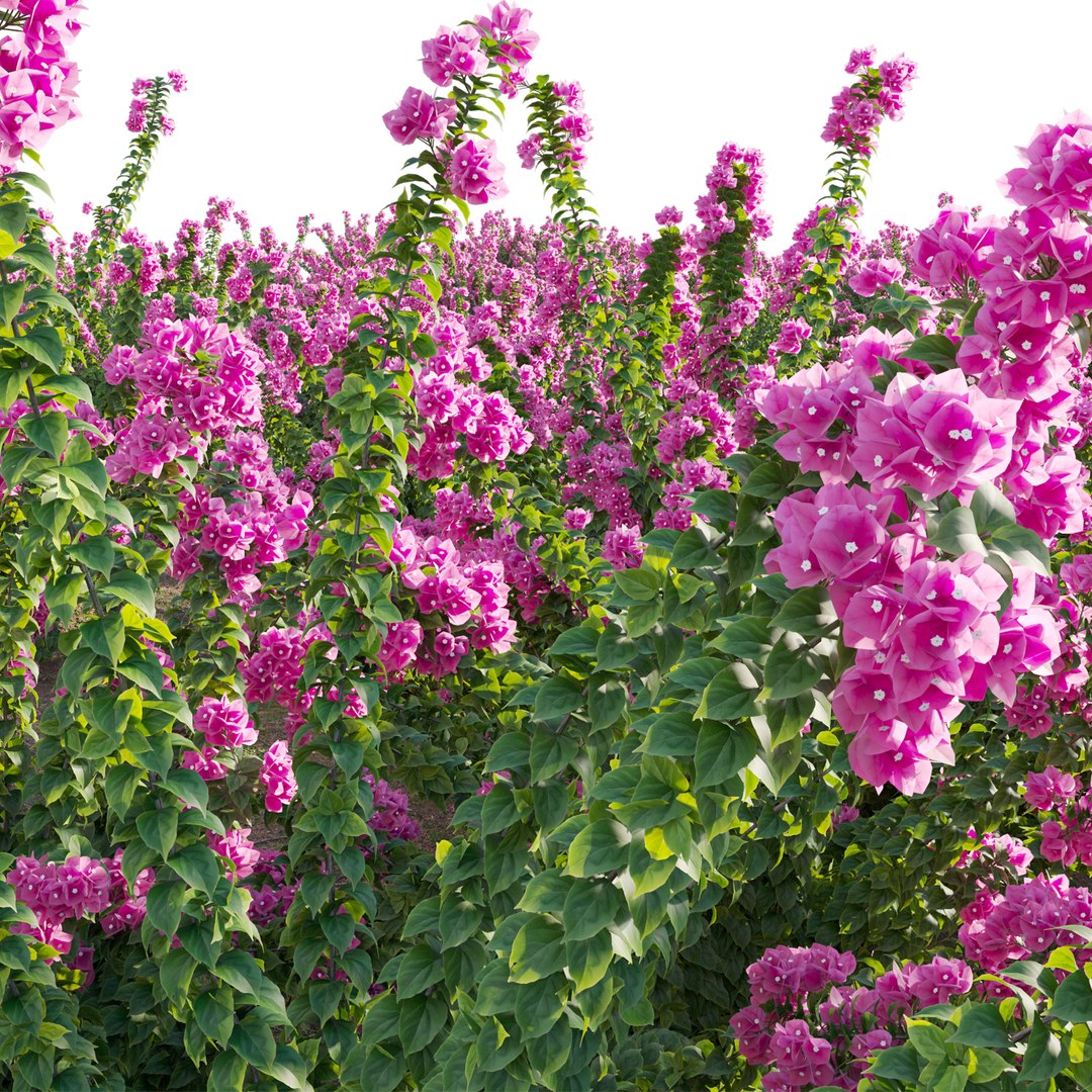 3D model Bougainvillea - Paper Flower 01 https://p.turbosquid.com/ts-thumb/E0/yJboCe/b6/3dtree_bougainvillea_01_06/jpg/1750744100/1920x1080/fit_q87/53b2ba6acf586eb195588cbd7db48054f946200a/3dtree_bougainvillea_01_06.jpg