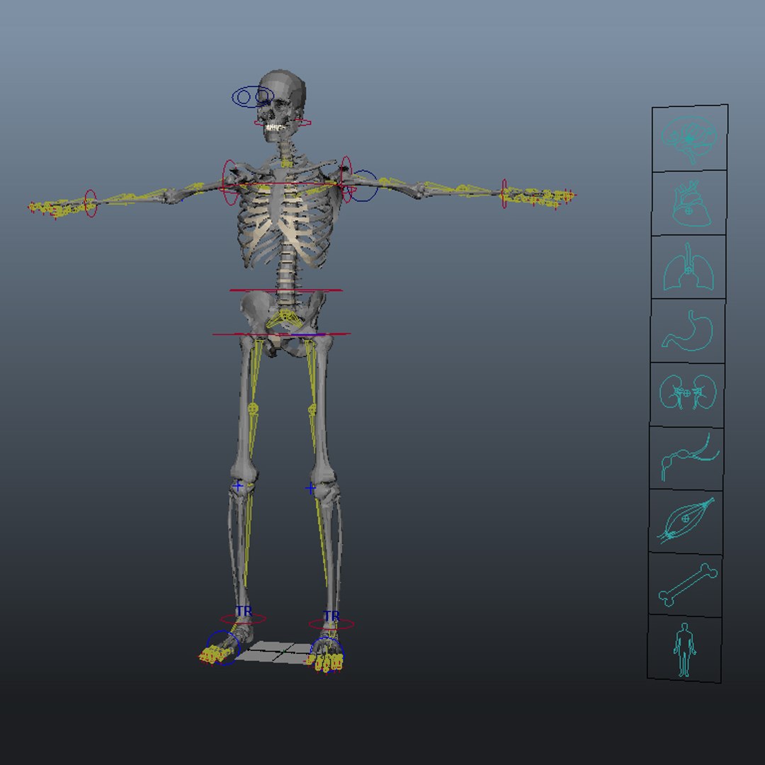 rigged complete male anatomy 3d ma https://p.turbosquid.com/ts-thumb/E1/4w7dOn/2QTDyjZG/pb_anatomy_complete_animationcontrols_v07/jpg/1432318338/1920x1080/fit_q87/d8f1c8c785b46efc4d93d245fa6dde8e20d92683/pb_anatomy_complete_animationcontrols_v07.jpg