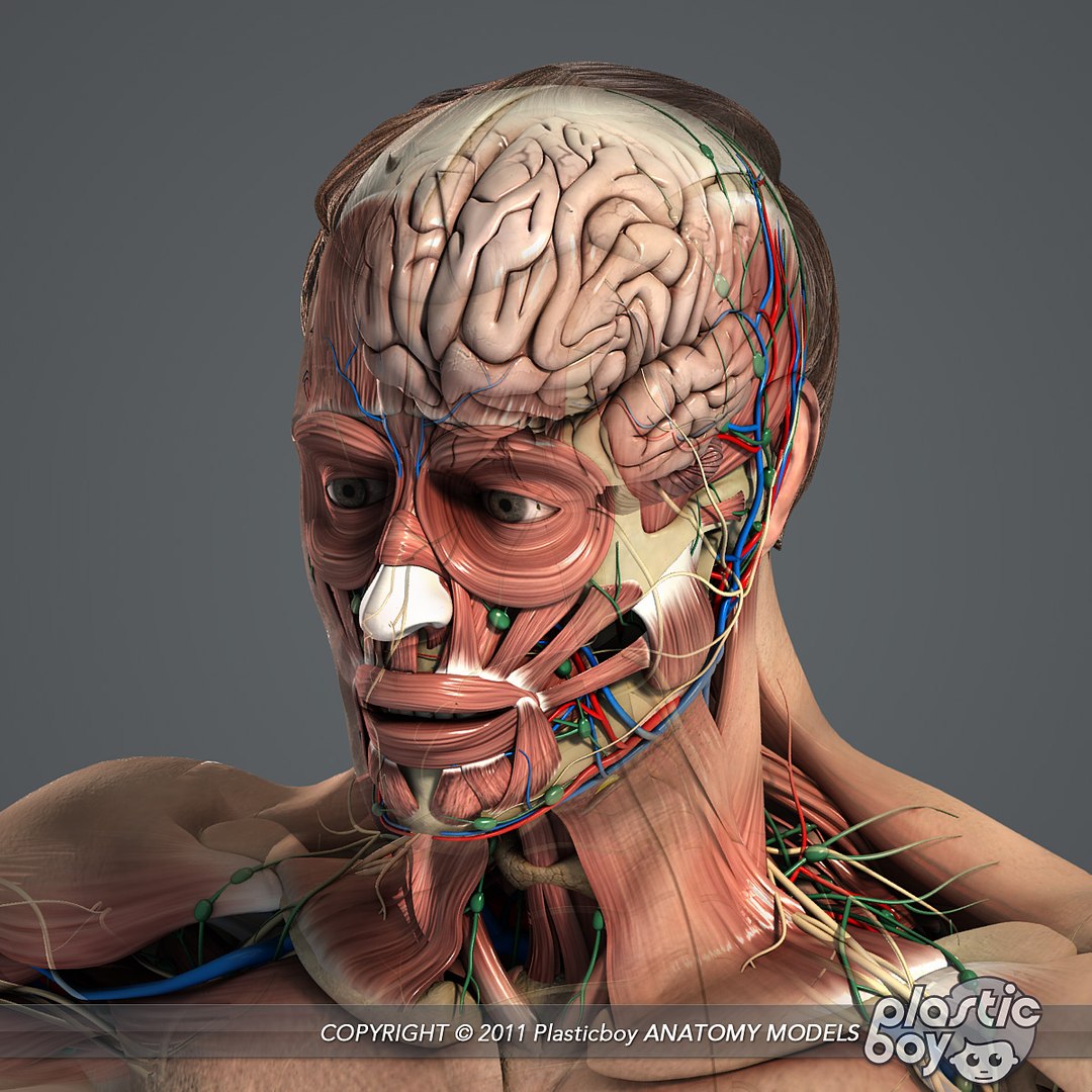 rigged complete male anatomy 3d ma https://p.turbosquid.com/ts-thumb/E1/4w7dOn/BV37PKEq/anatomy_complete_06/jpg/1397743583/1920x1080/fit_q87/d633f9112665e3a834cf9d67eca2d1b8f1862c4a/anatomy_complete_06.jpg
