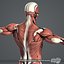 rigged complete male anatomy 3d ma