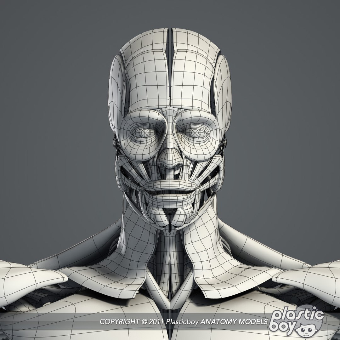 rigged complete male anatomy 3d ma https://p.turbosquid.com/ts-thumb/E1/4w7dOn/CK4nLz5i/muscles_04_wf/jpg/1397743584/1920x1080/fit_q87/6f95be06b3dd32a890415d21052818228fbcd20b/muscles_04_wf.jpg
