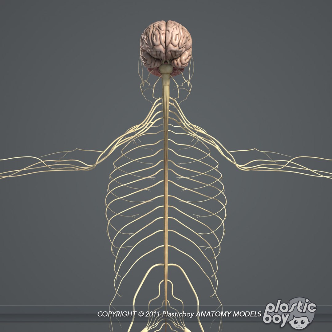 rigged complete male anatomy 3d ma https://p.turbosquid.com/ts-thumb/E1/4w7dOn/GdLvH2IZ/nervous_02/jpg/1397743584/1920x1080/fit_q87/136c40ef24707ce5c4704e172511152ff2373cd2/nervous_02.jpg