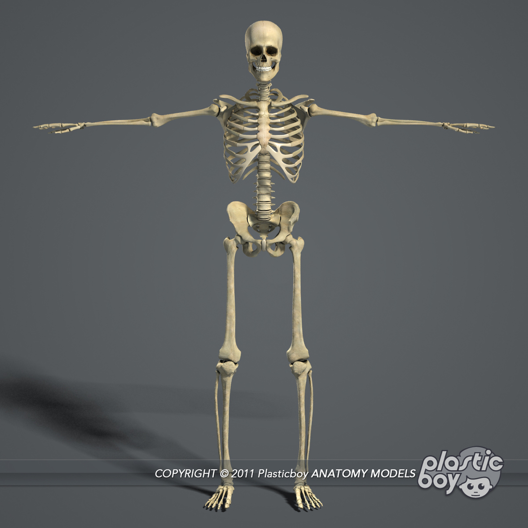 rigged complete male anatomy 3d ma https://p.turbosquid.com/ts-thumb/E1/4w7dOn/IKCIo44v/skeletal/jpg/1337162925/1920x1080/turn_fit_q99/fa92a25d780dac28b1fdd8e00a11fc977389b042/skeletal-1.jpg