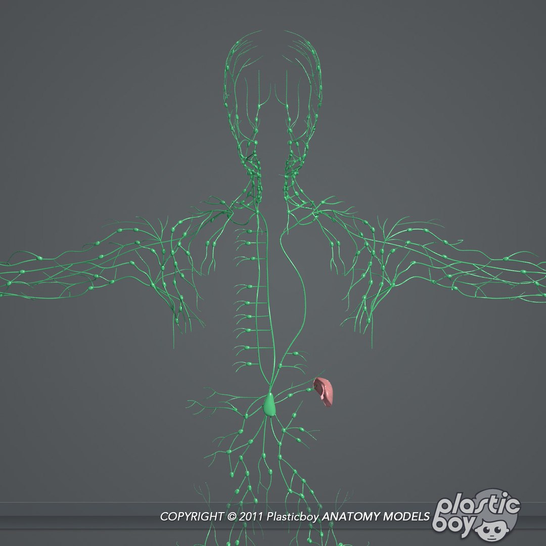rigged complete male anatomy 3d ma https://p.turbosquid.com/ts-thumb/E1/4w7dOn/NhAxsk5p/lymphatic_02/jpg/1397743583/1920x1080/fit_q87/f4c27734492947de959ce4f057abd563ae9684a5/lymphatic_02.jpg