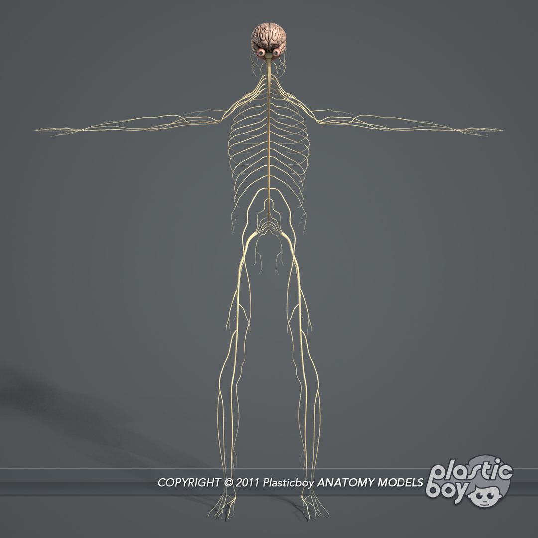 rigged complete male anatomy 3d ma https://p.turbosquid.com/ts-thumb/E1/4w7dOn/OtbOpEab/nervous/jpg/1337170924/1920x1080/turn_fit_q99/9902892685a8c4b373c37e34a8ffc078d10db963/nervous-1.jpg