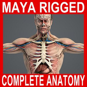 MAYA RIGGED Complete Male Anatomy PACK