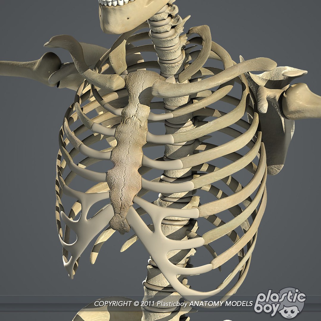 rigged complete male anatomy 3d ma https://p.turbosquid.com/ts-thumb/E1/4w7dOn/QoLZEuGP/skeleton_10/jpg/1397743584/1920x1080/fit_q87/4384e4a4aec391974c6cdedae1f231fba297e36a/skeleton_10.jpg