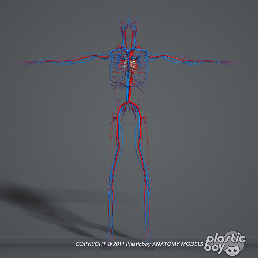 rigged complete male anatomy 3d ma https://p.turbosquid.com/ts-thumb/E1/4w7dOn/UoxRmRTZ/circulatory_01/jpg/1397743583/1920x1080/fit_q87/0004769b3527157ecdff06f76391489fd524b45b/circulatory_01.jpg