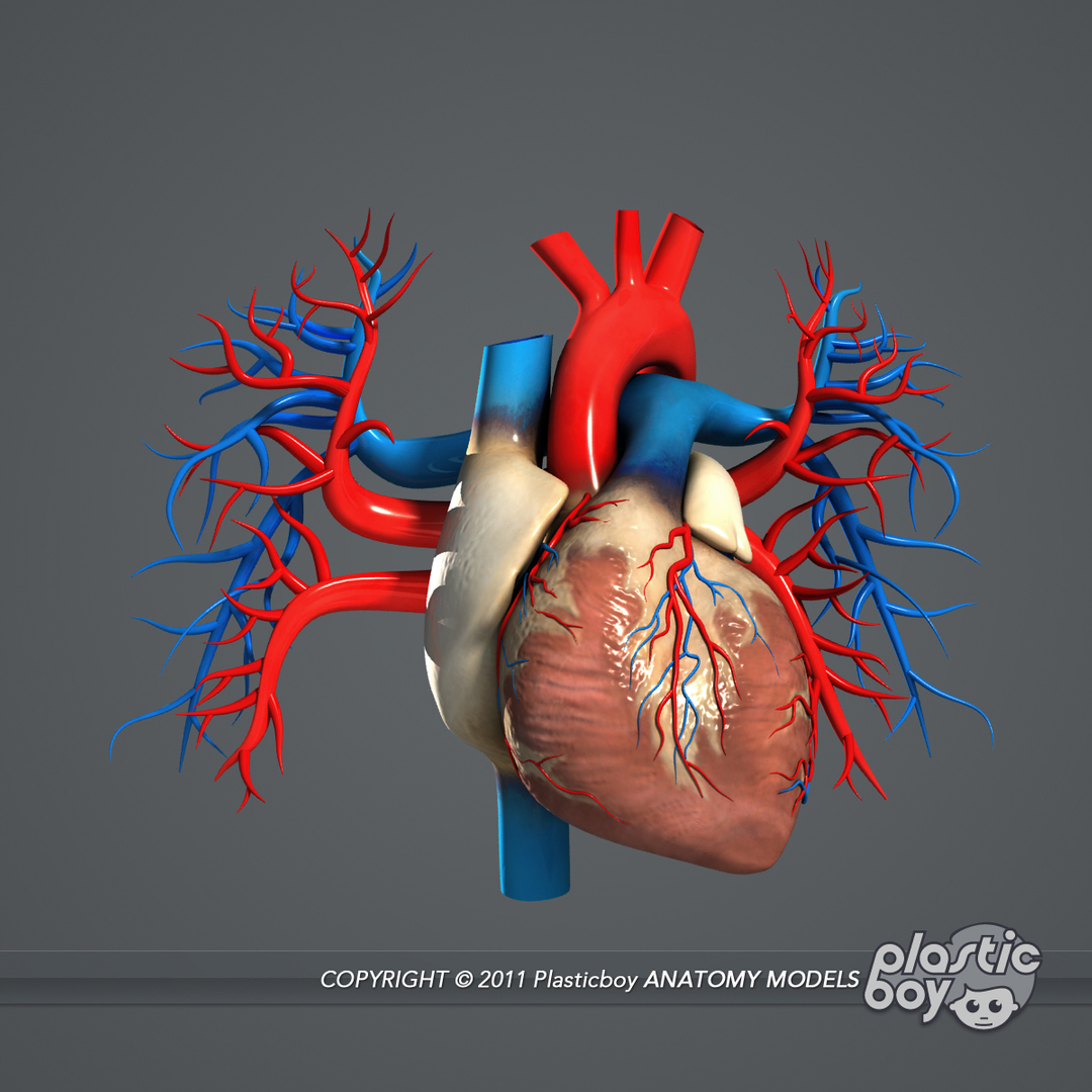 rigged complete male anatomy 3d ma https://p.turbosquid.com/ts-thumb/E1/4w7dOn/aL4c1QLd/heart/jpg/1337169346/1920x1080/turn_fit_q99/1b41176bdb1f5d426b47c1063688c326e9c170a6/heart-1.jpg