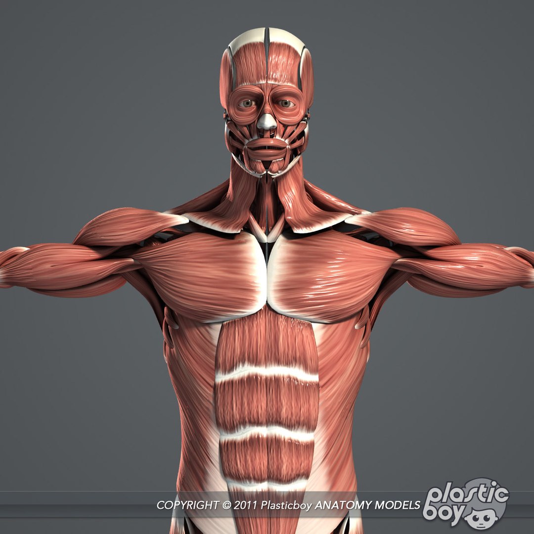 rigged complete male anatomy 3d ma https://p.turbosquid.com/ts-thumb/E1/4w7dOn/g6MUsL2h/muscles_02/jpg/1397743584/1920x1080/fit_q87/e9ccede15e1a95940cc34abdf787e25dc928aaf7/muscles_02.jpg