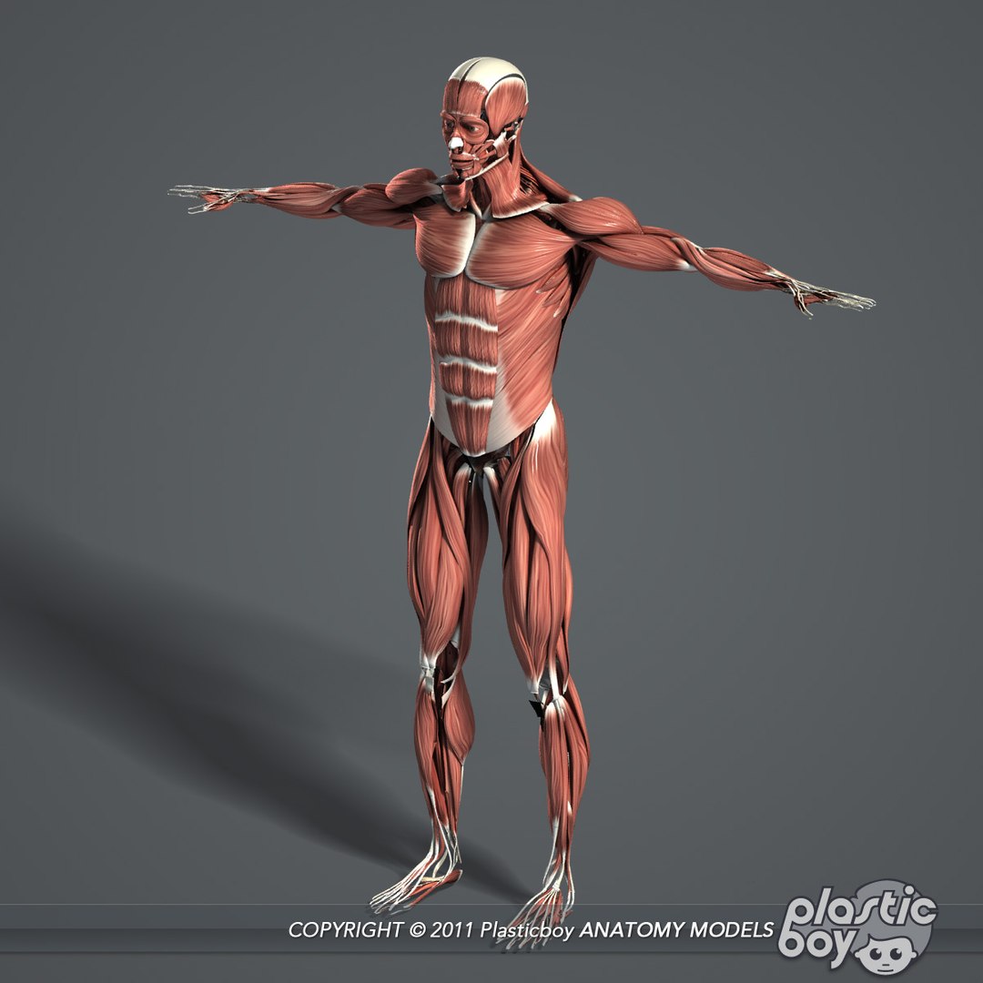 rigged complete male anatomy 3d ma https://p.turbosquid.com/ts-thumb/E1/4w7dOn/jL4GS8a3/muscles_05/jpg/1397743584/1920x1080/fit_q87/94a861735631752d32206ef5ea4822ea83519080/muscles_05.jpg