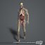 rigged complete male anatomy 3d ma