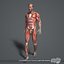 MAYA RIGGED PACK Completo de Anatomia Masculina